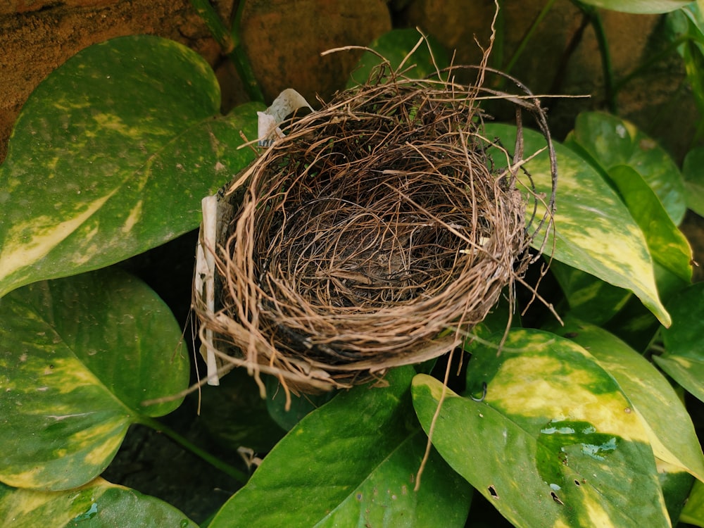 a bird's nest sitting on top of a green plant