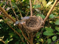 A bird's nest is intricately woven with twigs and fibers, situated among the branches of a leafy shrub. Sunlight softly illuminates the scene, highlighting the textures of the nest and the greenery surrounding it.
