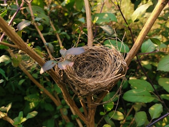 A bird's nest is intricately woven with twigs and fibers, situated among the branches of a leafy shrub. Sunlight softly illuminates the scene, highlighting the textures of the nest and the greenery surrounding it.
