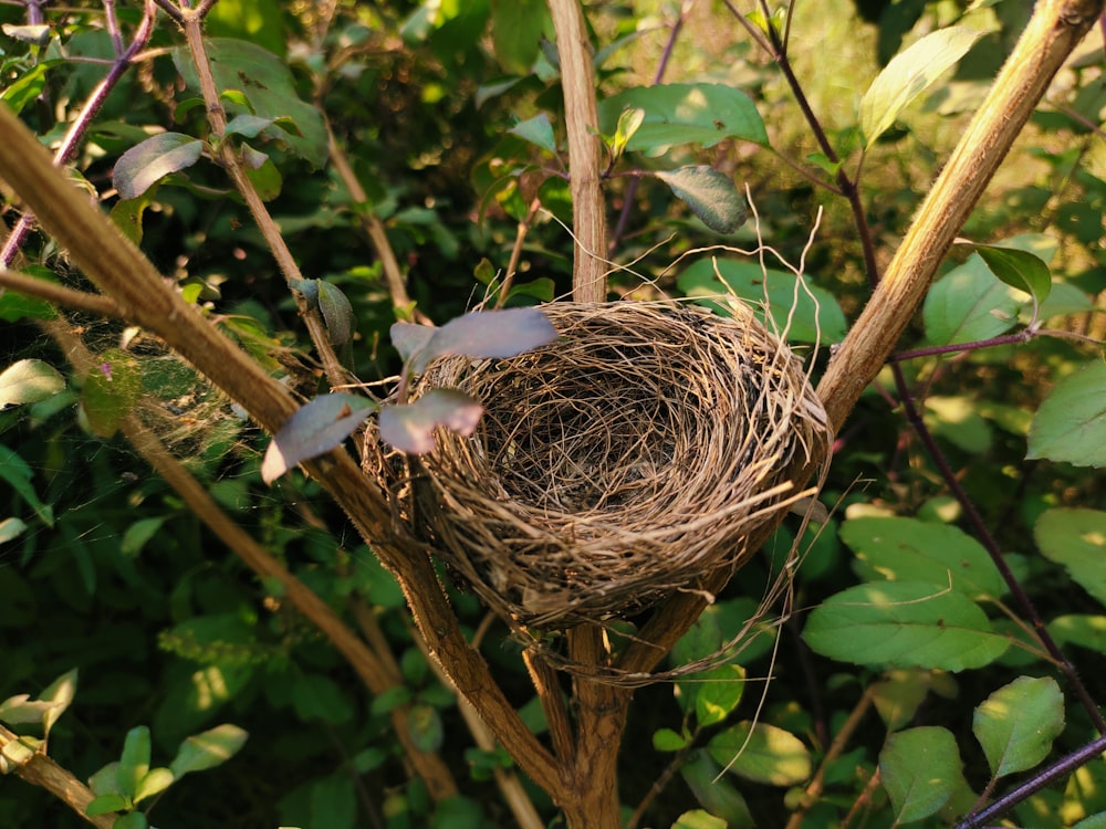 un nido de pájaro en un árbol con hojas