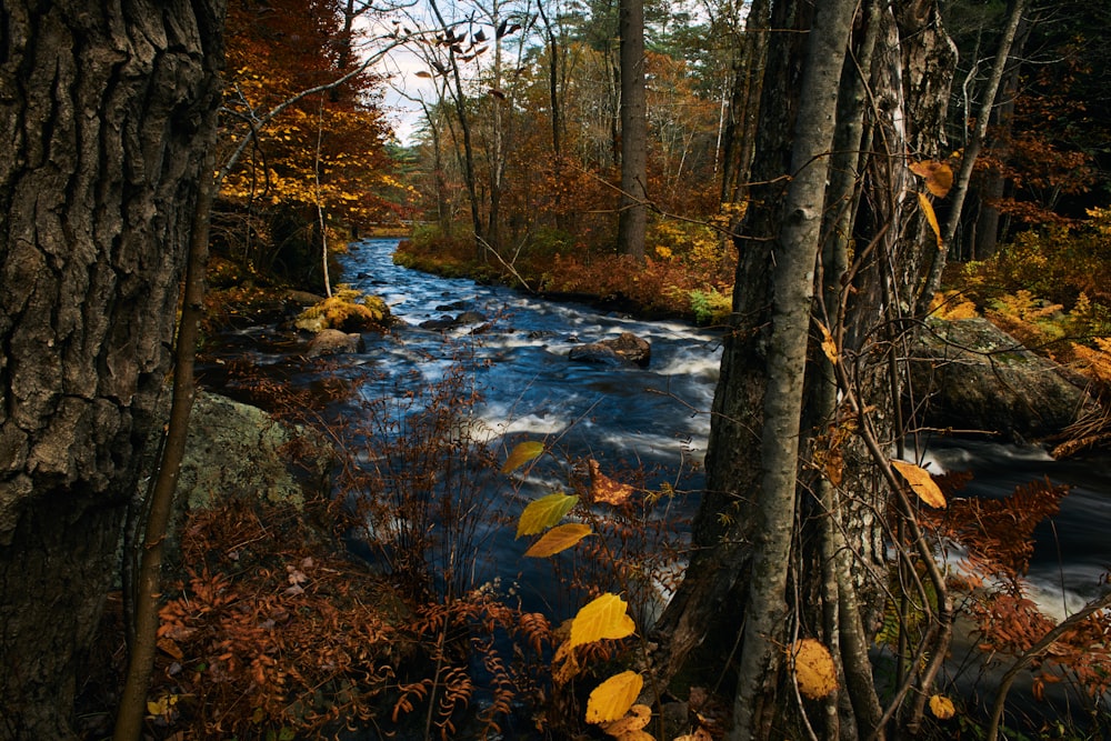 un fiume che scorre attraverso una foresta piena di alberi