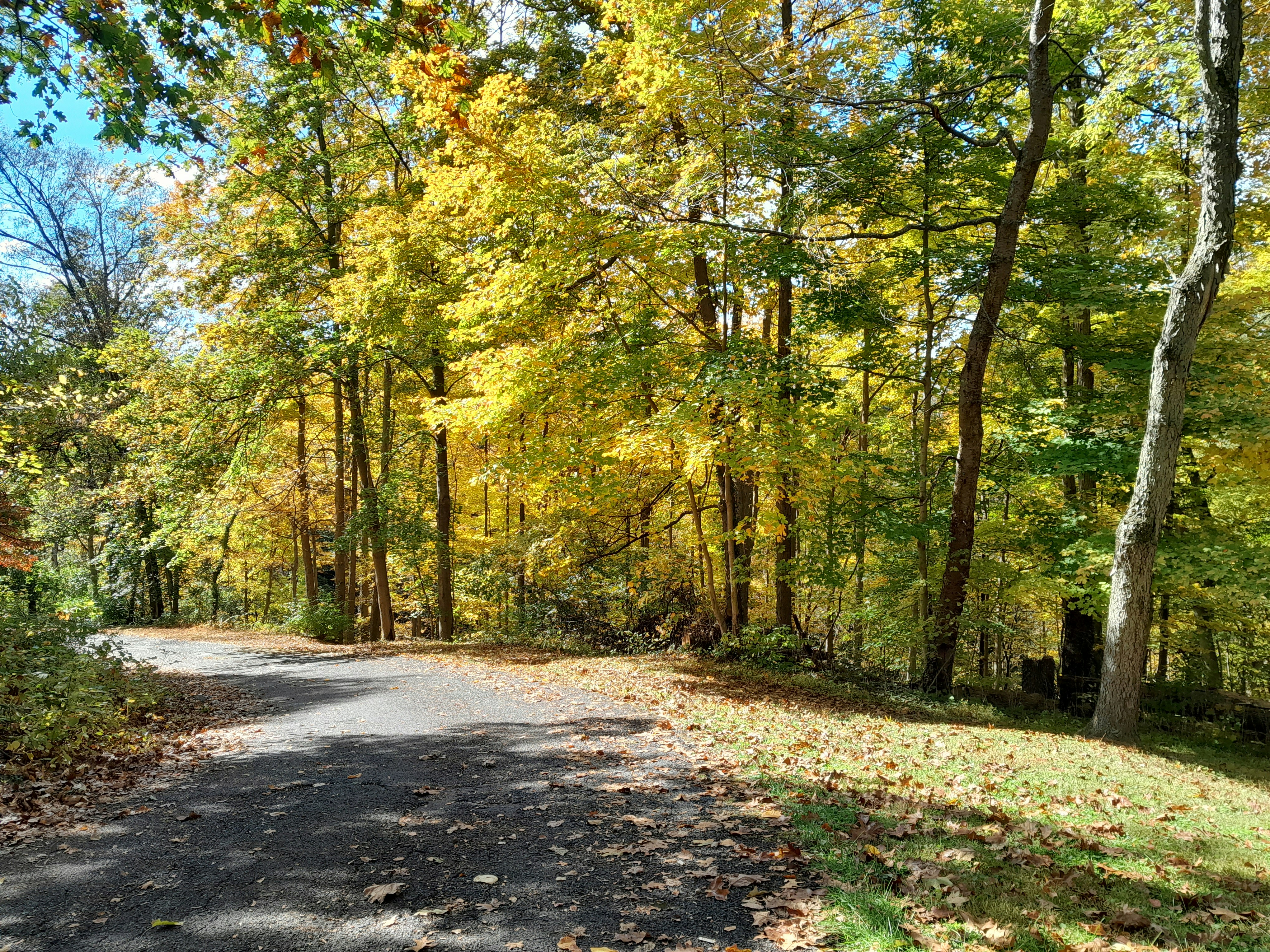 a dirt road surrounded by trees and leaves