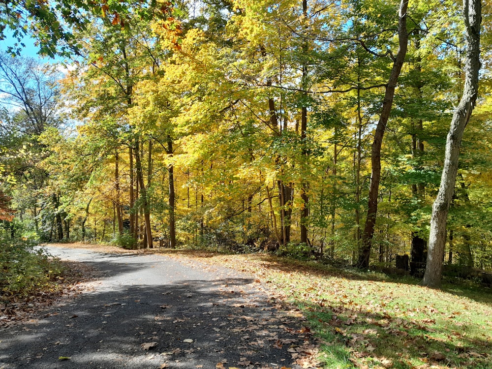 a dirt road surrounded by trees and leaves