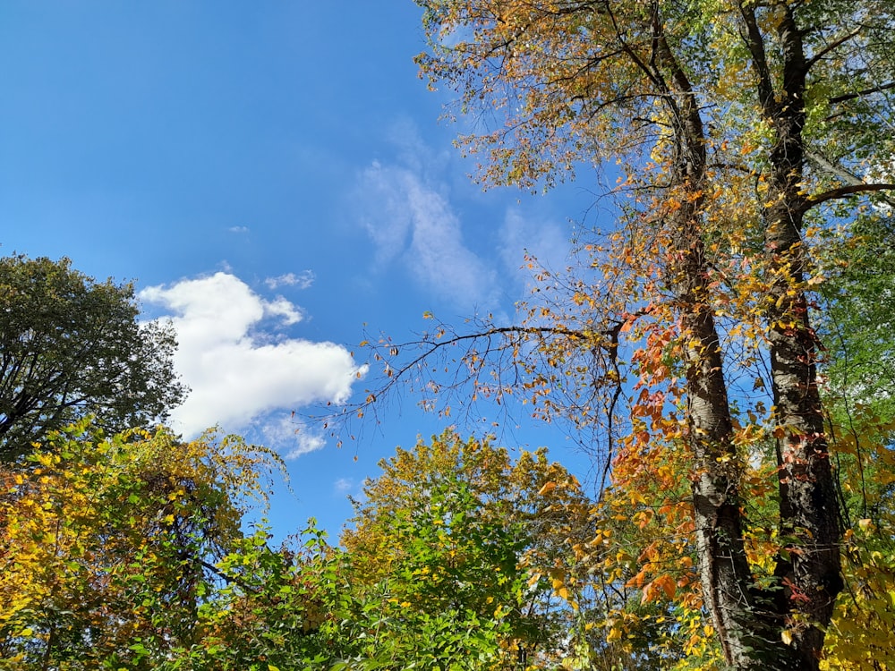 ein blauer Himmel mit ein paar Wolken über einigen Bäumen