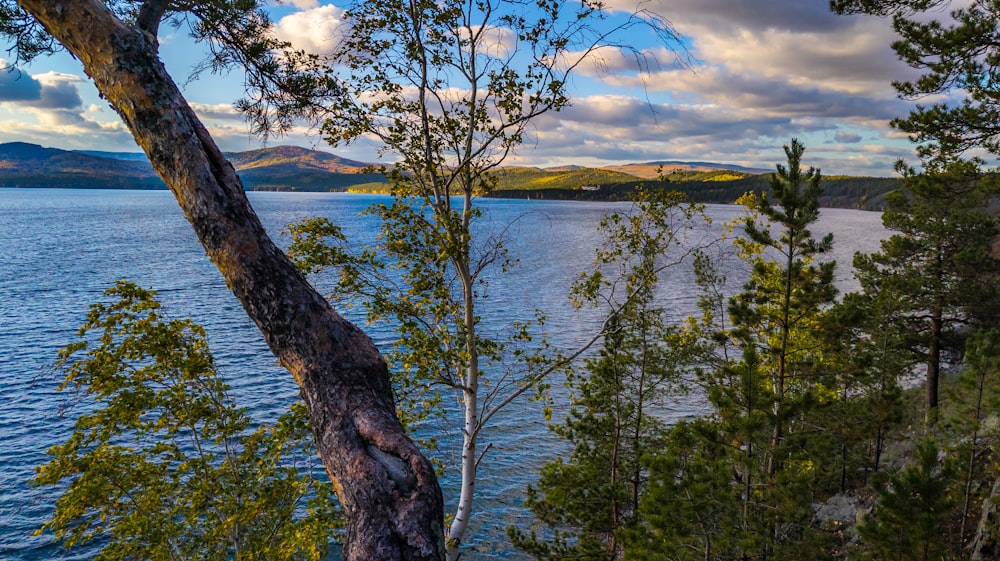 a view of a body of water surrounded by trees