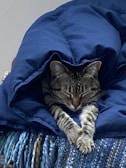 A content tabby cat curled up in a soft blanket inside a warm room.