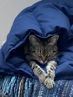 A gentle tabby cat curled up peacefully on a cozy fleece blanket in a foster home.
