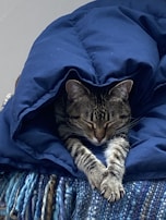 A gentle tabby cat curled up peacefully on a soft blanket inside CARE's cozy shelter.
