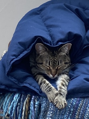 A gentle tabby cat reaching out a paw from a cozy blanket nest.
