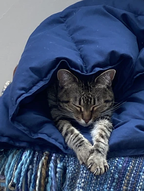 A gentle tabby cat curled up peacefully on a cozy fleece blanket in a foster home.