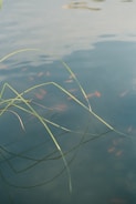 A group of small orange fish swimming near the surface of a calm body of water, with long green grass blades bending over and casting reflections into the water.