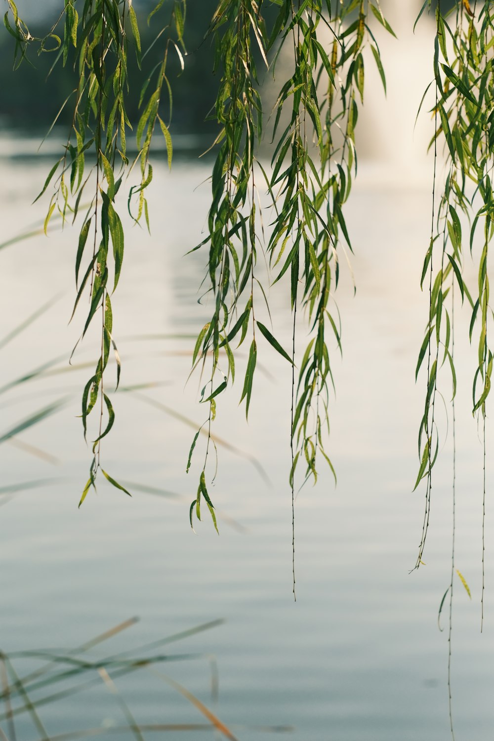 a branch of a tree hanging over a body of water