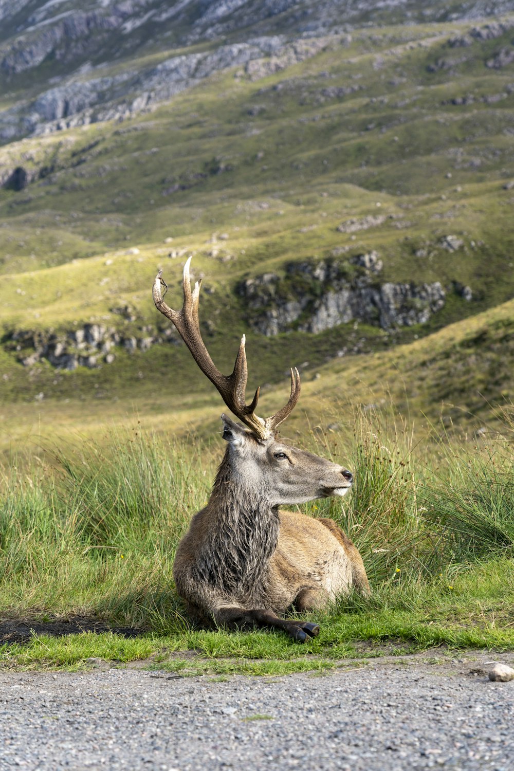 a deer laying down in the grass near a mountain