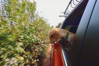 A happy dog looking out the window of a moving vehicle.