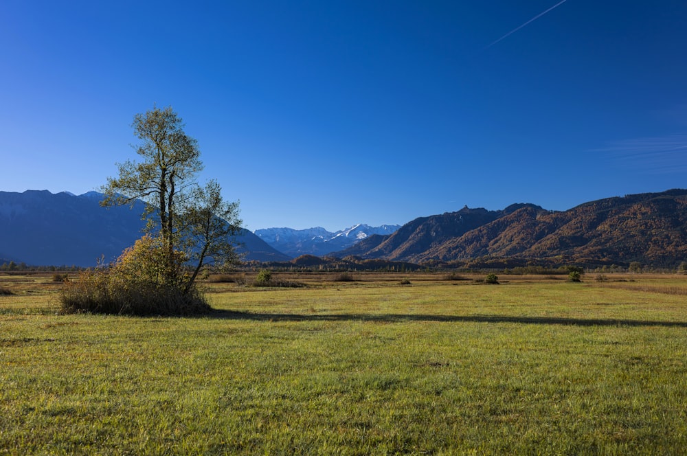 a field with a tree and mountains in the background