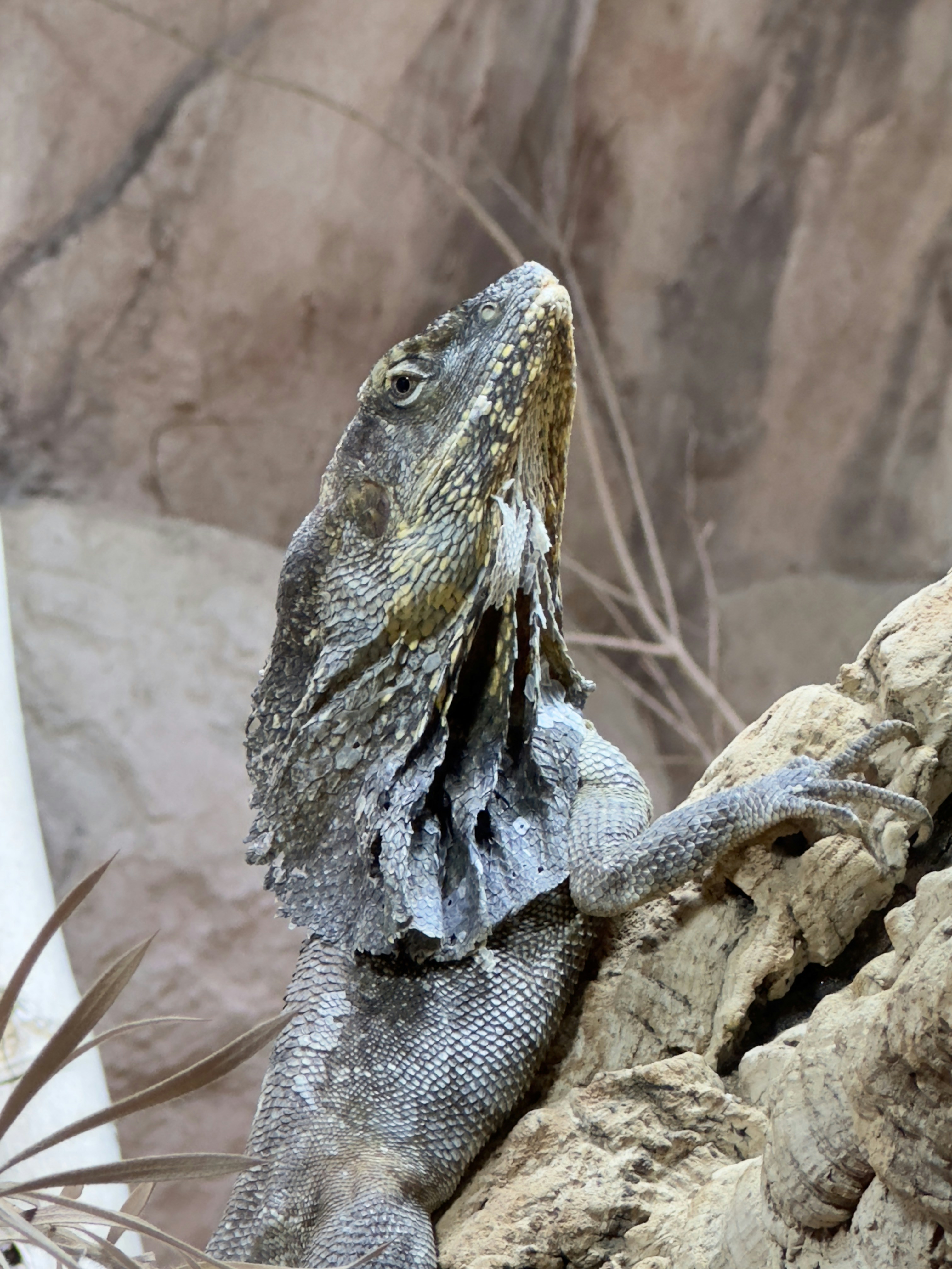 a close up of a lizard on a rock