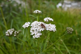 A brown insect is perched on a cluster of small, white flowers with slender green stems and leaves. The background is a blurred field of lush green grass and foliage.