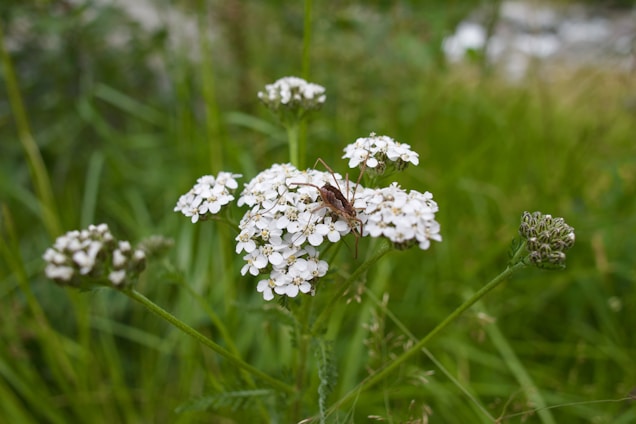 A brown insect is perched on a cluster of small, white flowers with slender green stems and leaves. The background is a blurred field of lush green grass and foliage.