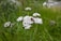 A brown insect is perched on a cluster of small, white flowers with slender green stems and leaves. The background is a blurred field of lush green grass and foliage.