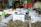 Various types of tea leaves are displayed in containers with labels written in a foreign language, likely Thai. The tea is accompanied by other packaged goods lining the shelves in a small, busy shop with colorful packaging. A person is seen in the background holding a smartphone.