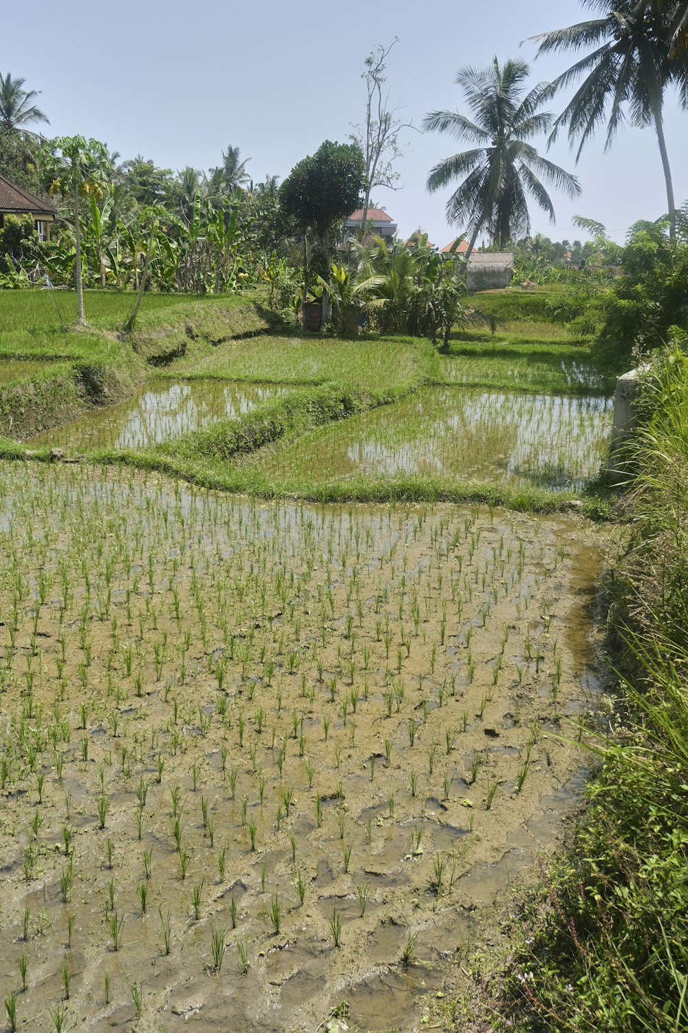 um campo de arroz com uma pequena casa ao fundo