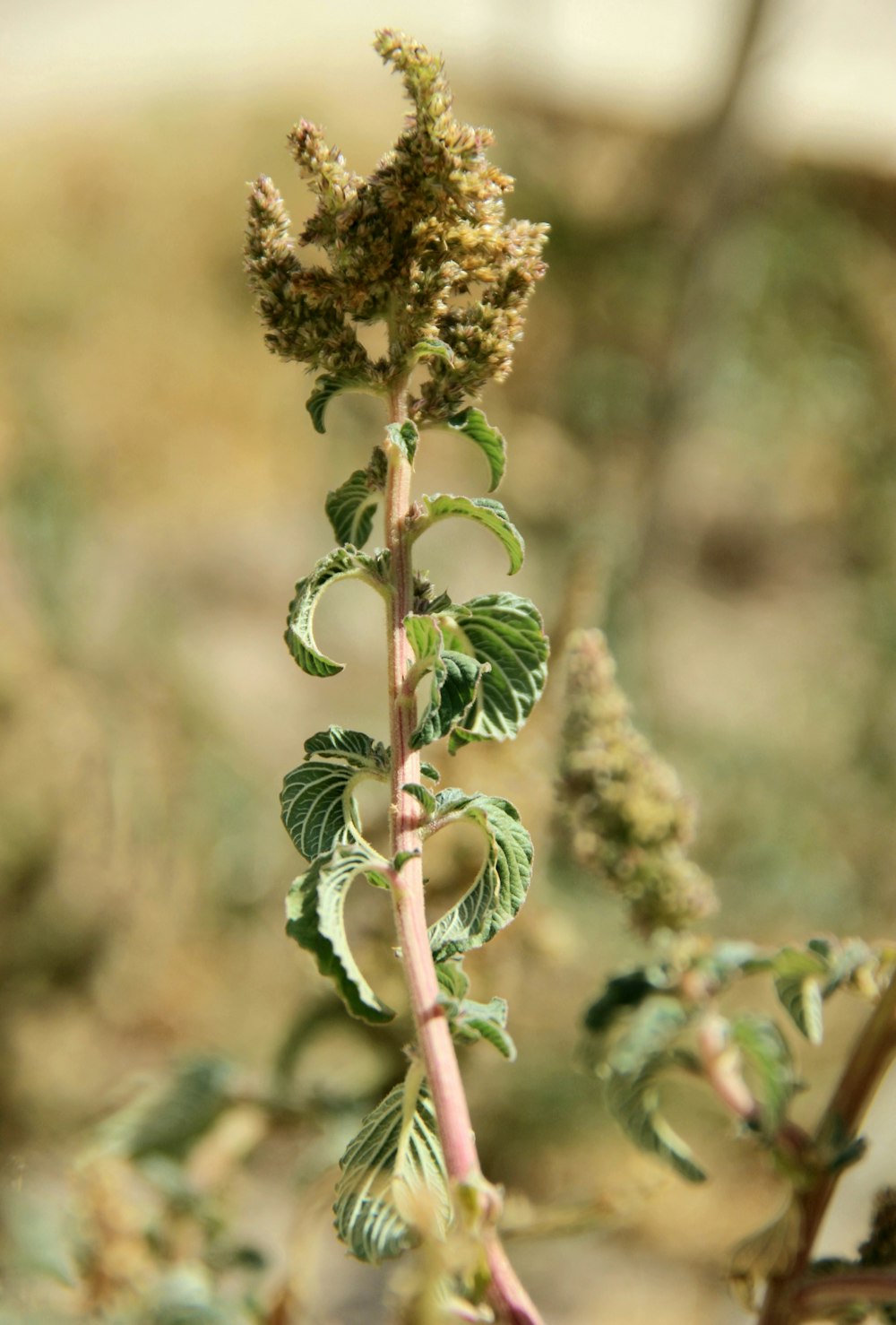 Un primer plano de una planta con hojas