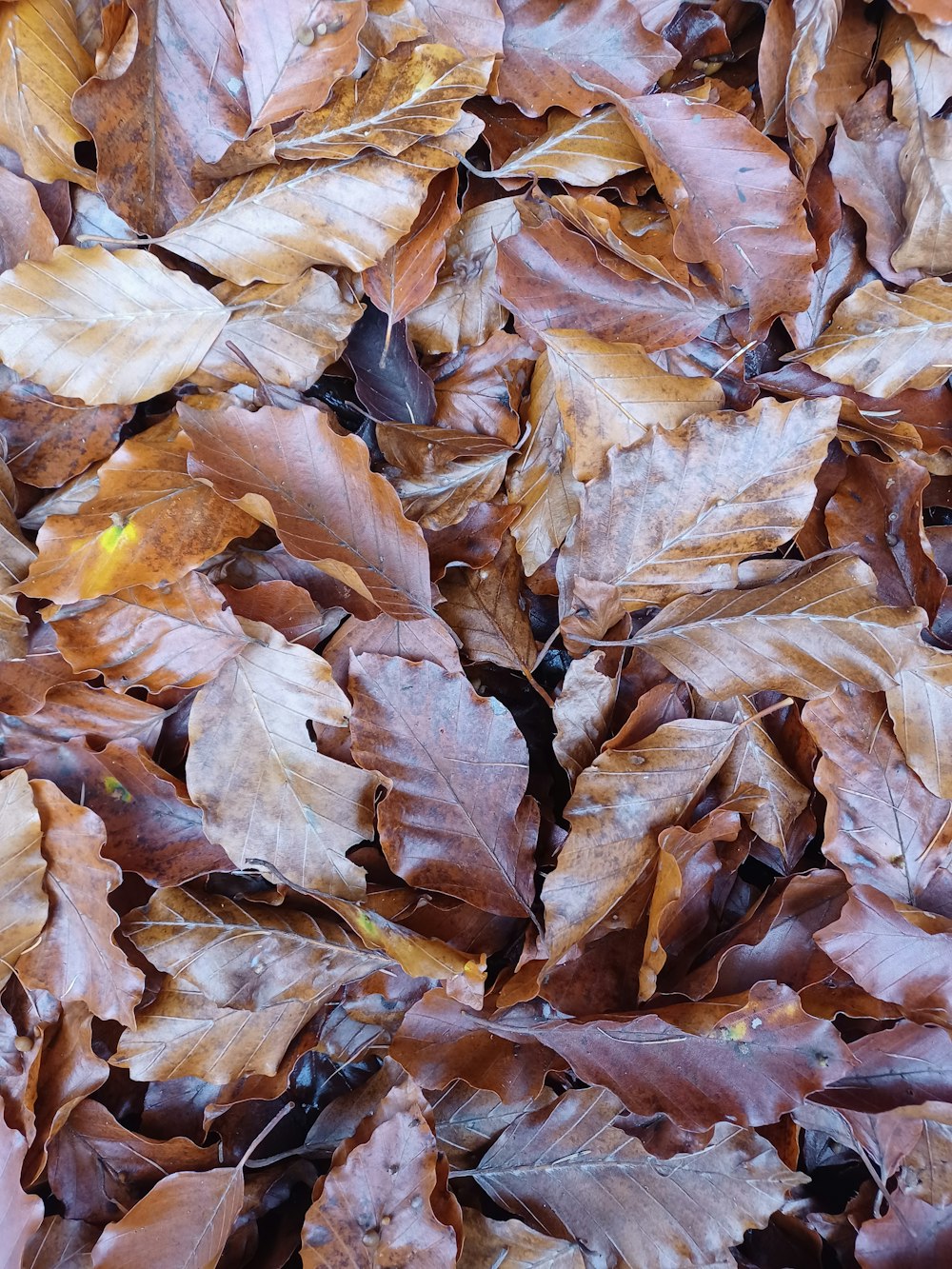 a bunch of leaves that are laying on the ground