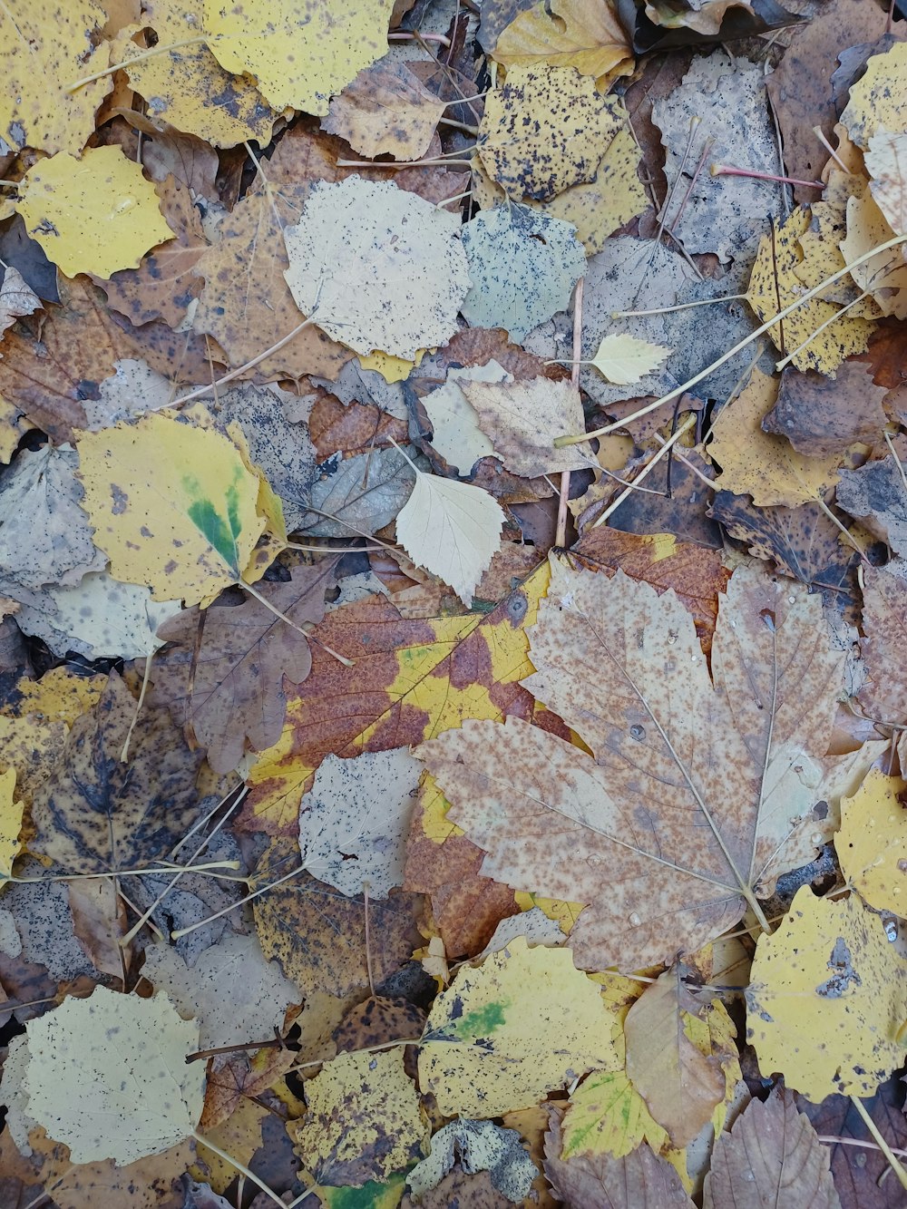 a bunch of leaves that are on the ground