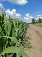 A row of tall green corn plants lines the side of a dirt road under a clear blue sky with scattered white clouds. The corn stalks have tassels at the top, indicating they are mature. The landscape is flat, with some trees visible in the distance.