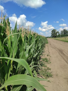 Rows of ripe maize ready for harvest under a blue sky.