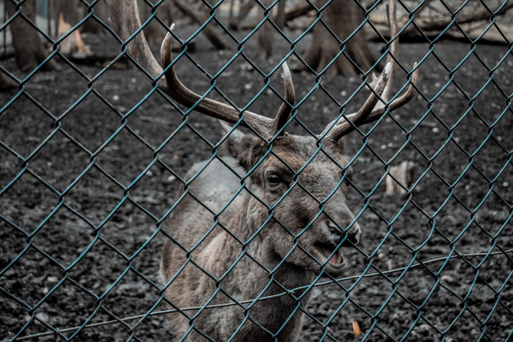 a close up of a deer behind a fence