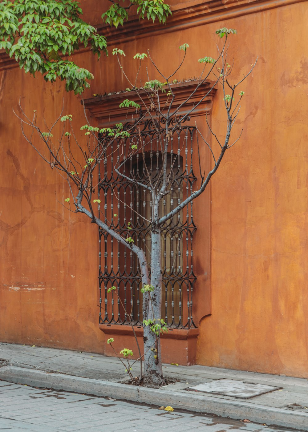 a tree is growing out of the ground in front of a building