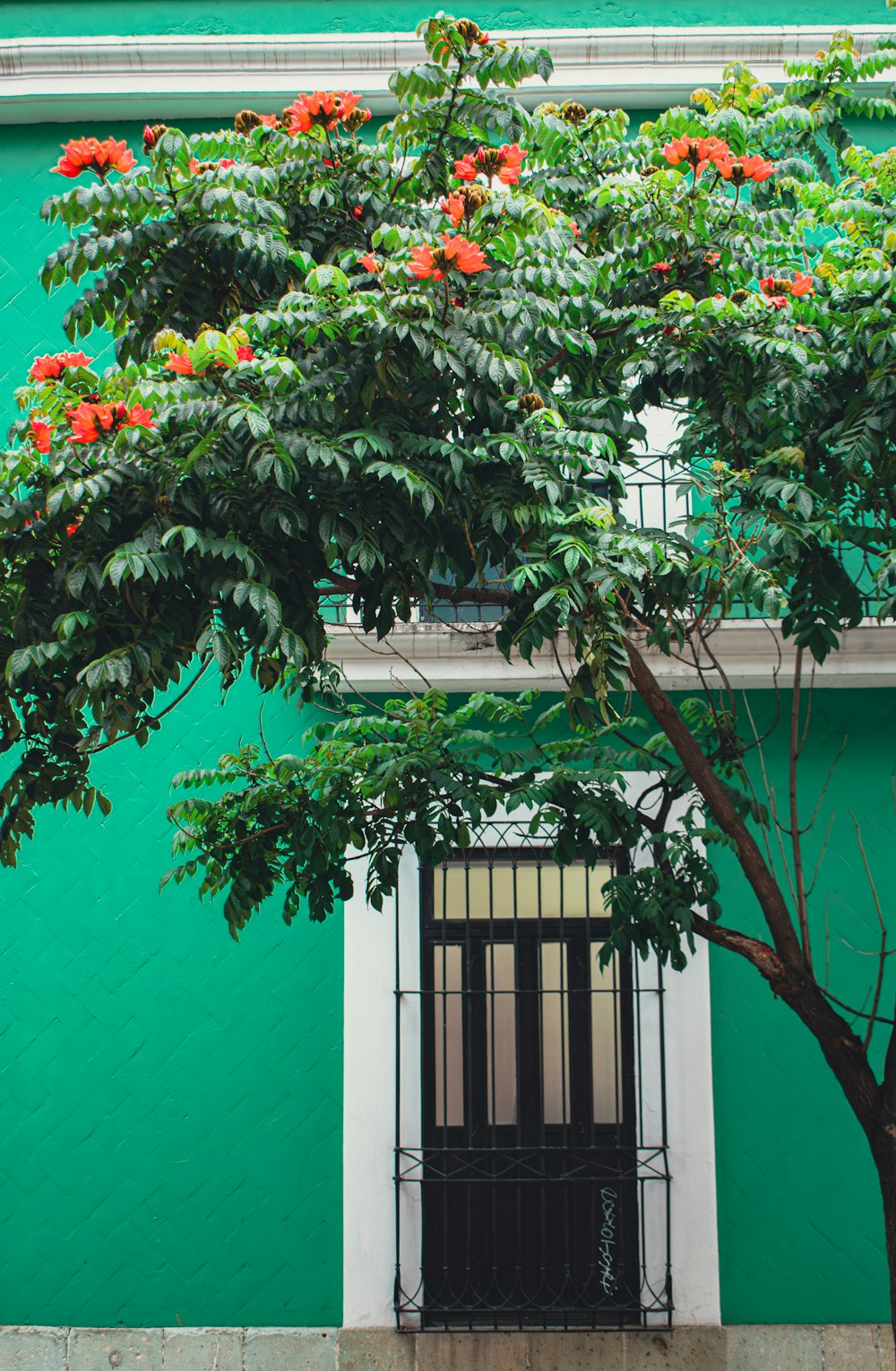 a tree in front of a green building