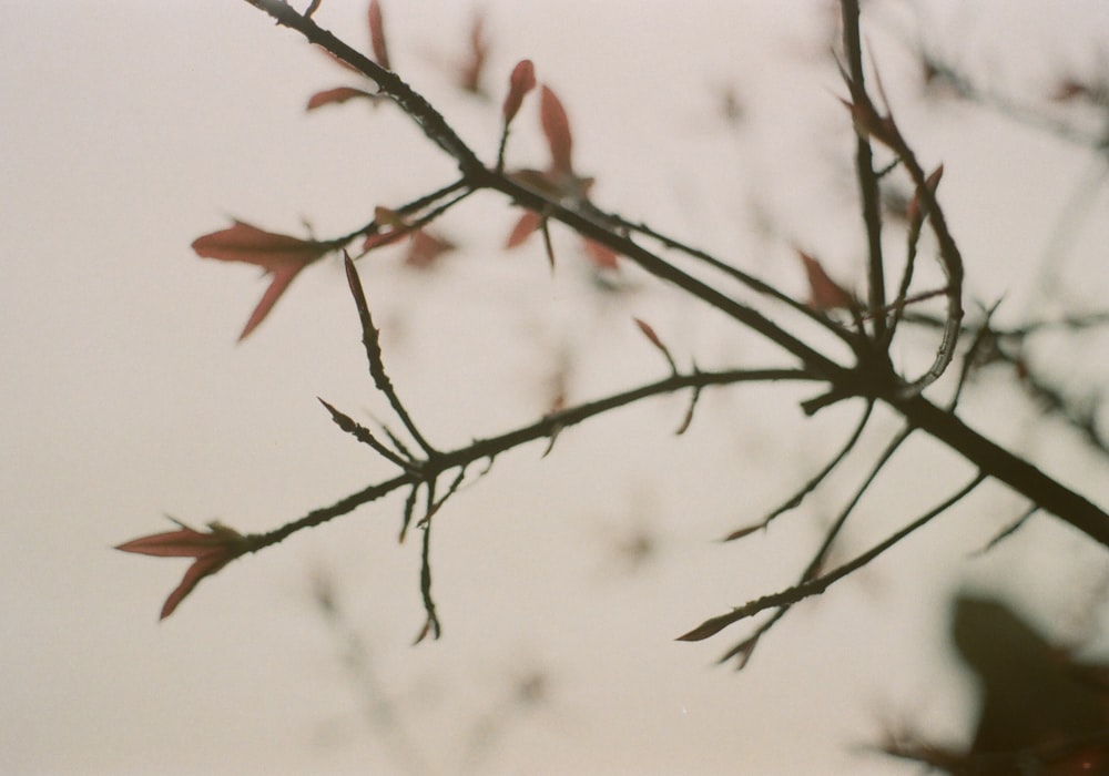 a branch of a tree with red leaves