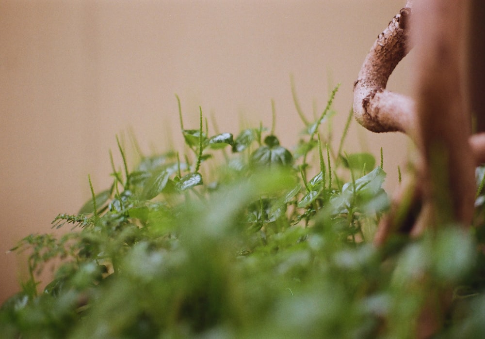 a close up of a plant in a pot