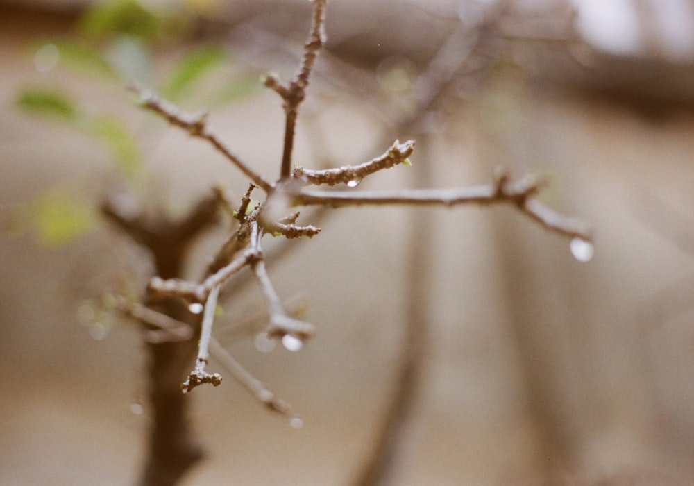 a small tree branch with water drops on it