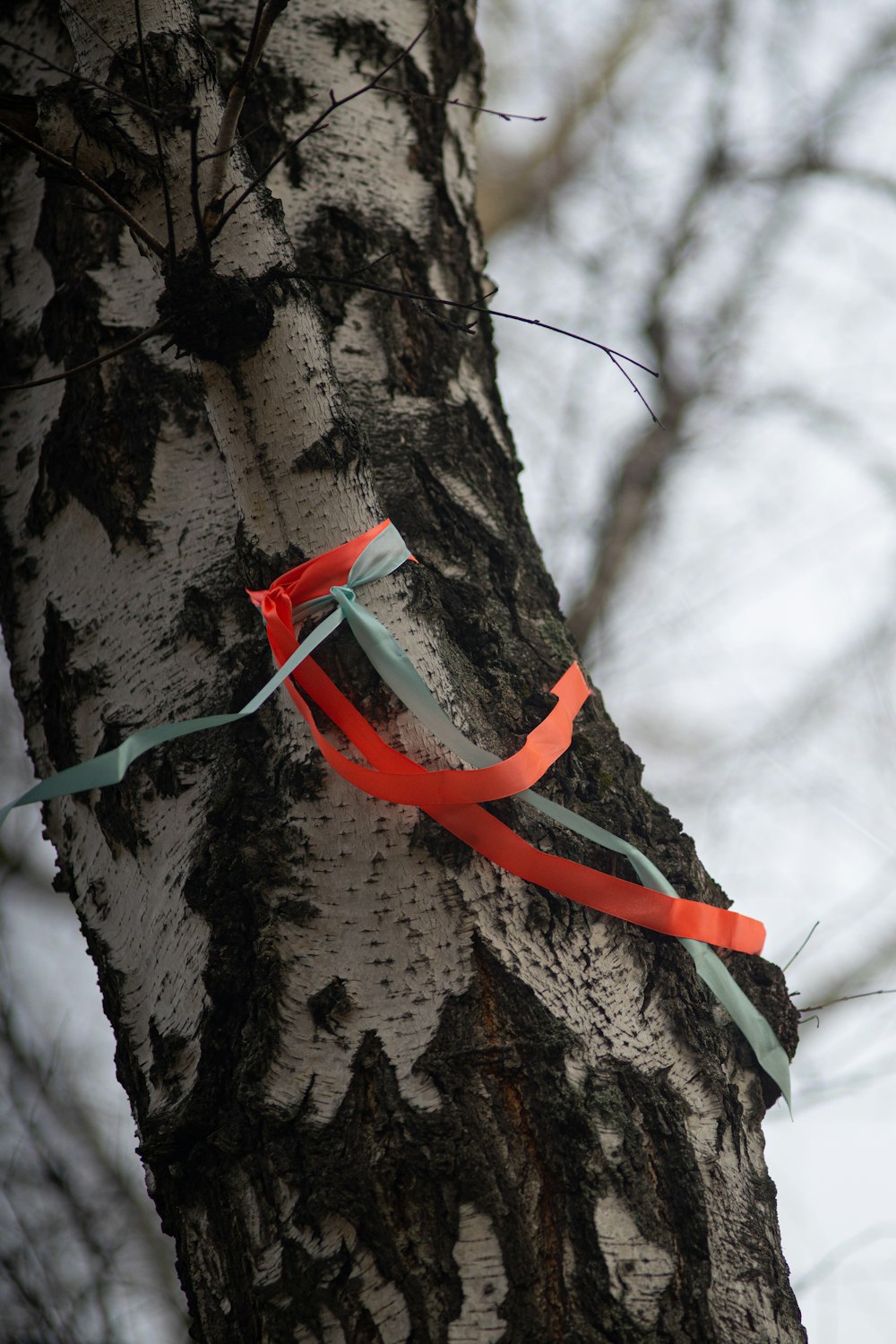 a red ribbon tied to a tree trunk