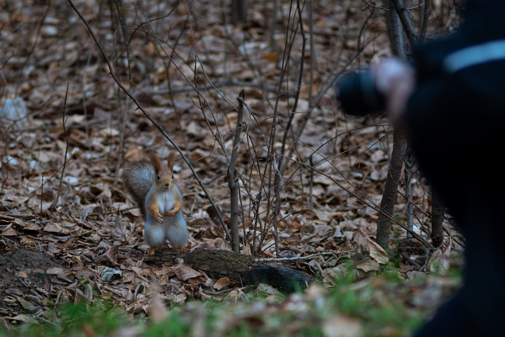 a squirrel standing on top of a pile of leaves