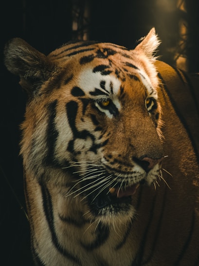 A close-up of a tiger's face, highlighting its intense gaze and detailed fur patterns. The background is dimly lit, creating a dramatic contrast that emphasizes the tiger's striking features and vibrant colors.