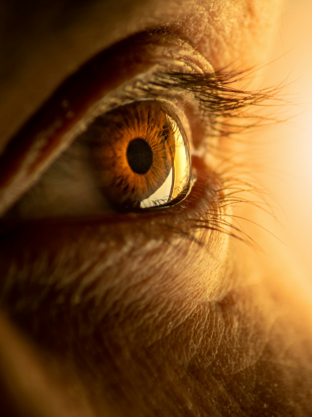 a close up of a horse's brown eye