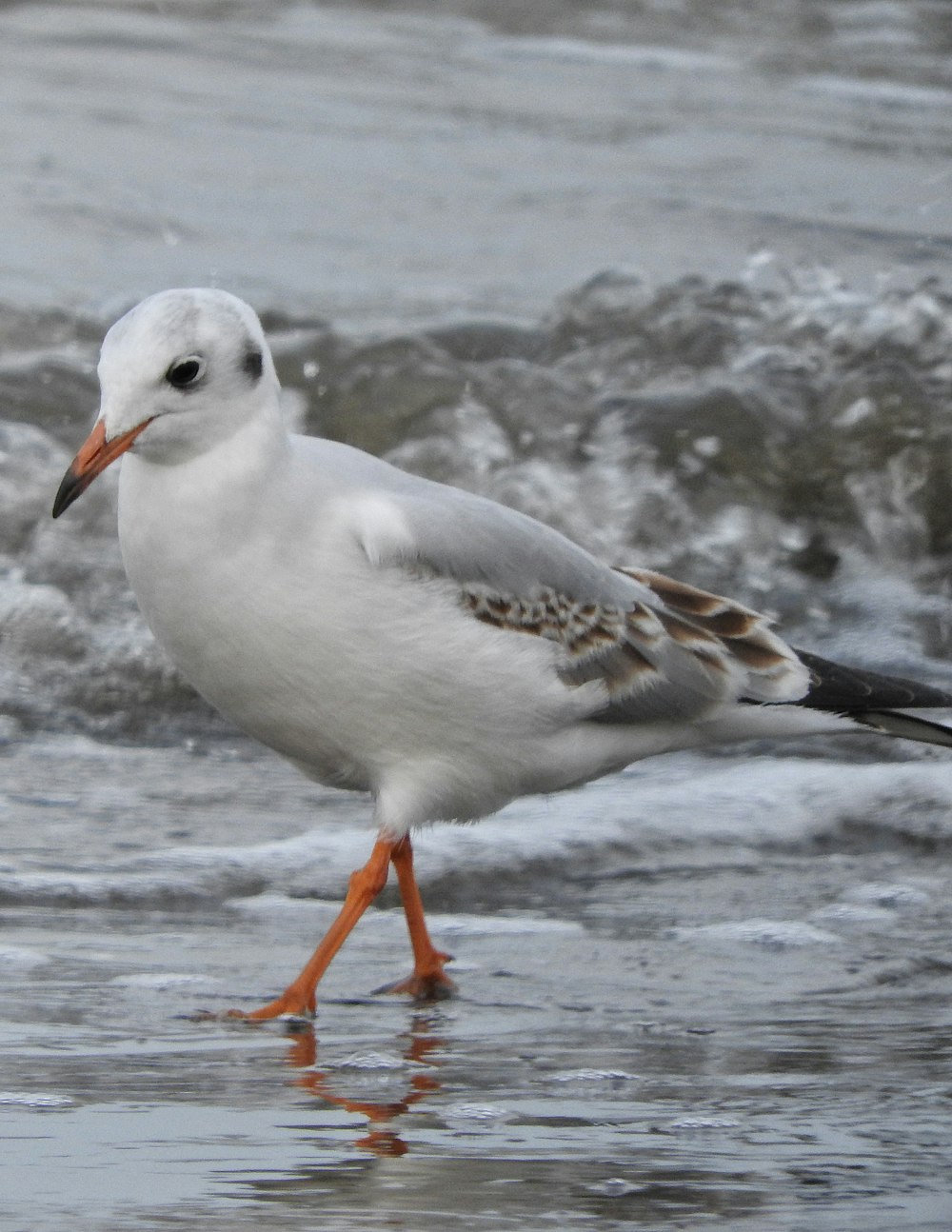 a seagull standing in the water on a beach