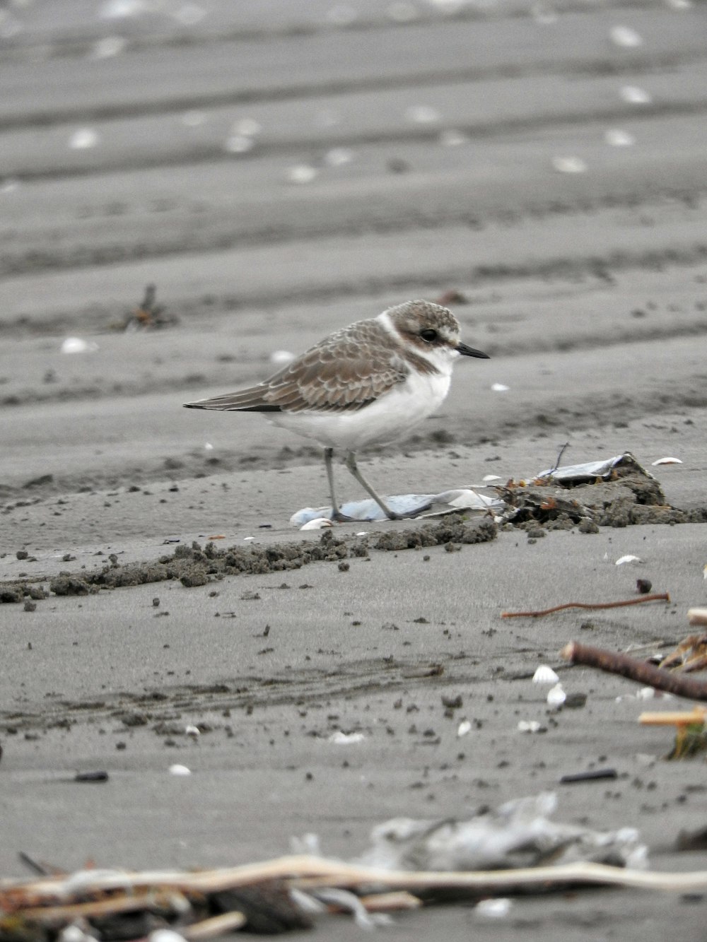 a small bird standing on a beach next to debris