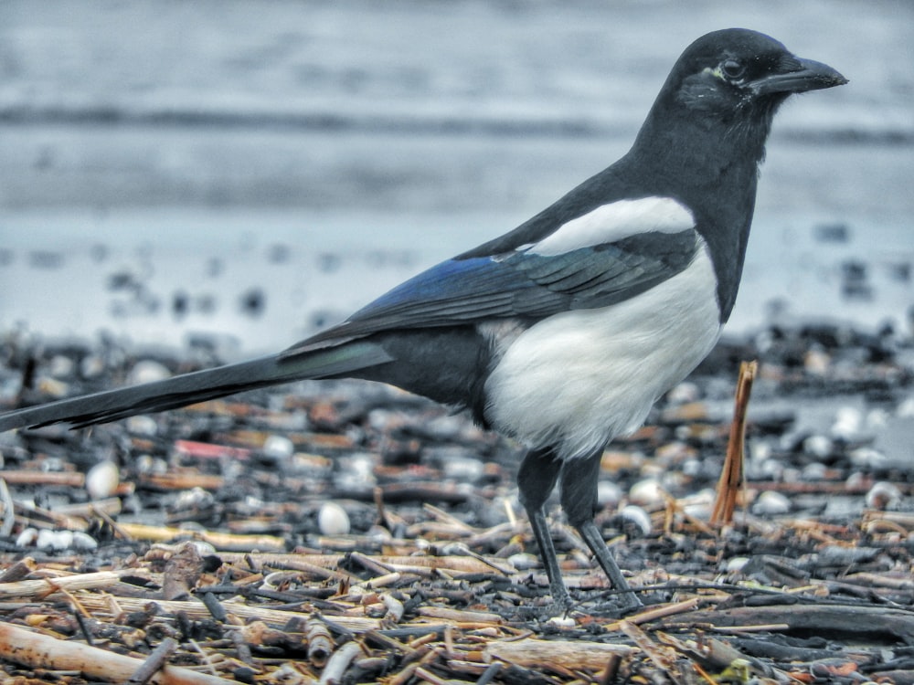 a black and white bird standing on top of a pile of debris
