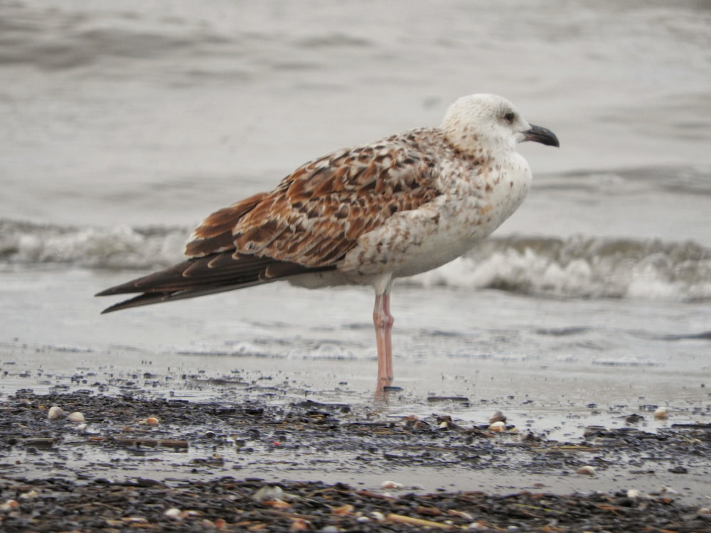 a brown and white bird standing on a beach next to the ocean