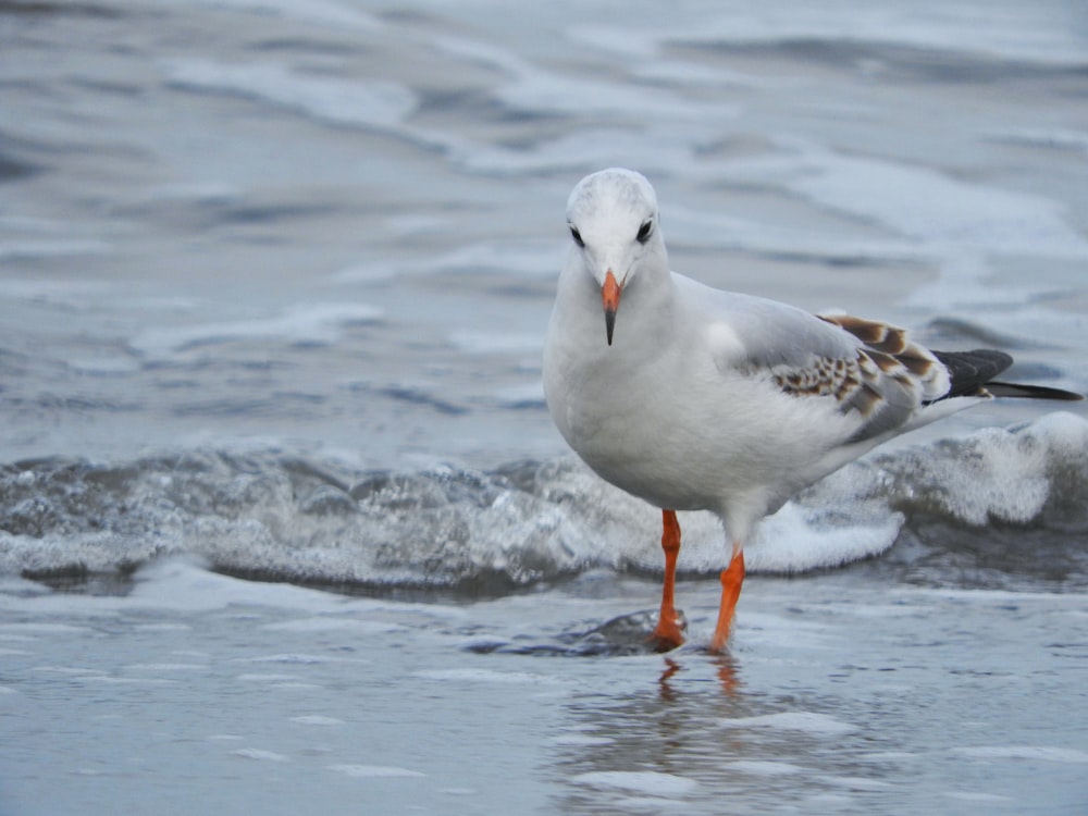 a seagull standing on a beach next to the ocean