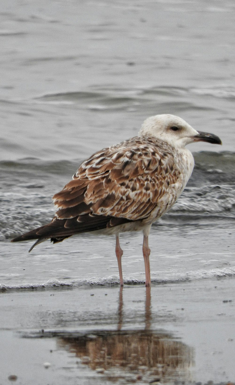 a seagull standing on the beach next to the water