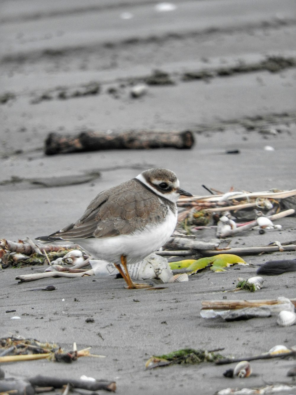 a small bird standing on top of a sandy beach