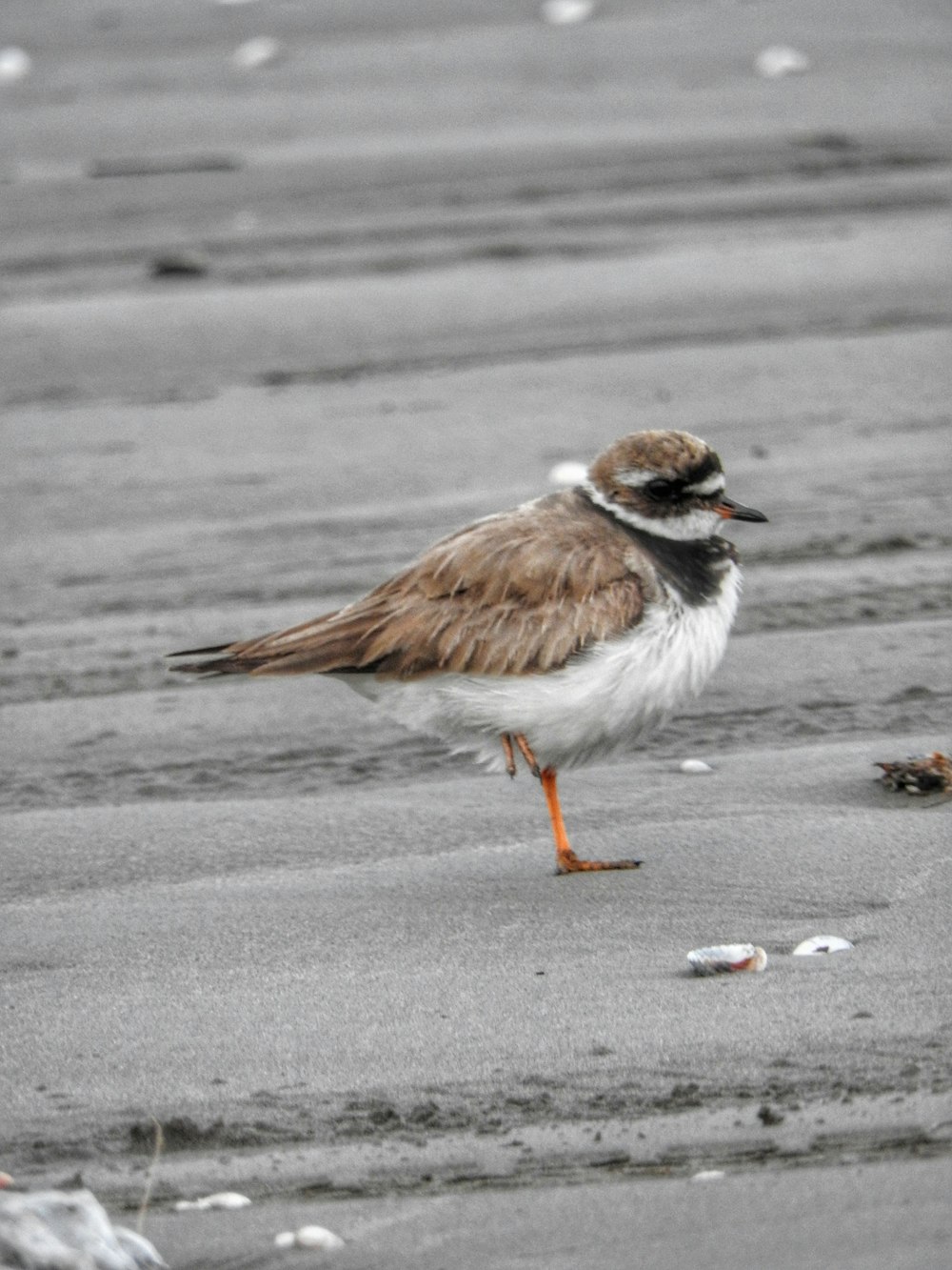 a bird standing on a beach next to trash