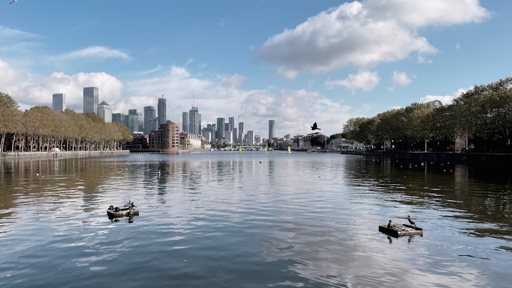 a couple of ducks floating on top of a lake