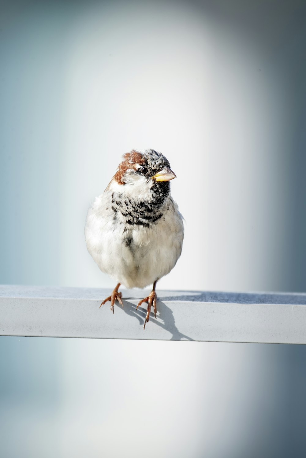 a small bird sitting on top of a metal rail